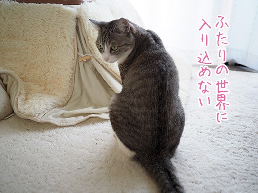 しょんぼりの後は ねこ３生活 Powered By ライブドアブログ