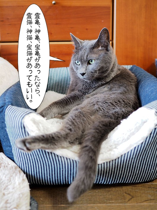 偉そうなアイニーと新元号 ねこ３生活 Powered By ライブドアブログ