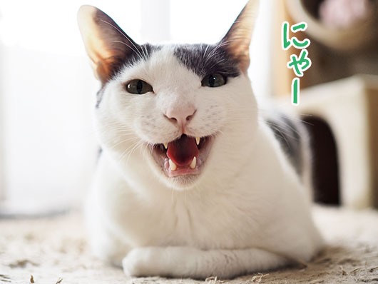 返事をするねこ3 ねこ3生活 Powered By ライブドアブログ 返事をするねこ3 ねこ3生活 Powered By ライブドアブログ