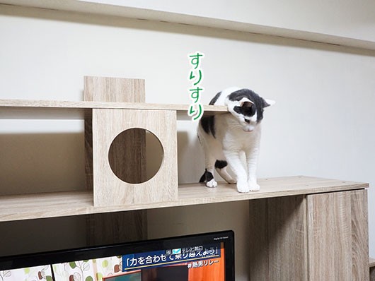 にゃんだに邪魔されながらできたどー！！ : ねこ3生活