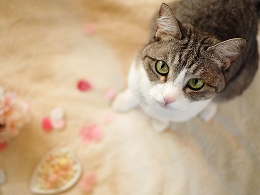 ひな祭りのその後で : ねこ3生活 Powered by ライブドアブログ