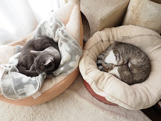 自由過ぎる猫 ねこ３生活 Powered By ライブドアブログ