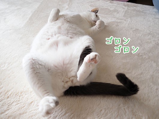 シュワッチ！！ : ねこ３生活 Powered by ライブドアブログ