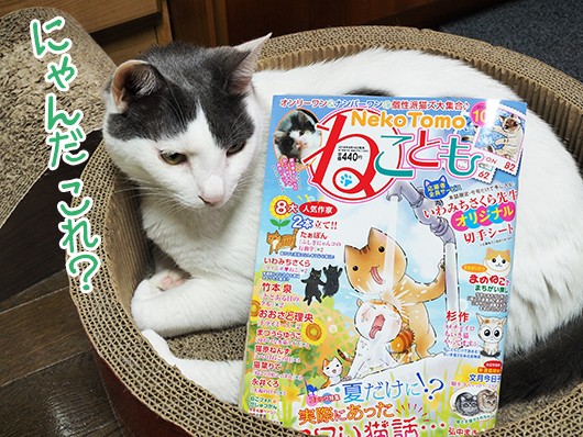 本日発売 猫マンガ雑誌 ねことも 10月号 ねこ３生活 Powered By ライブドアブログ