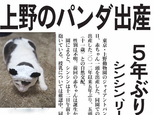 17年話題になったニュースの主役 ねこ３生活