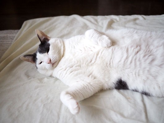 夏バテしている : ねこ3生活 Powered by ライブドアブログ