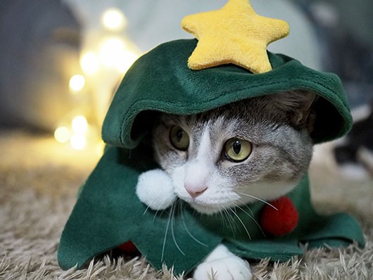 メリークリスマス！奇跡の一枚 : ねこ3生活