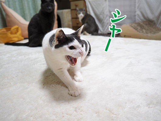 ひとりビビるねこ３ ねこ３生活