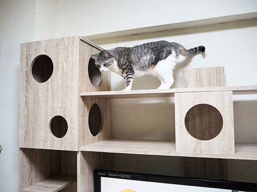 にゃんだに邪魔されながらできたどー！！ : ねこ3生活
