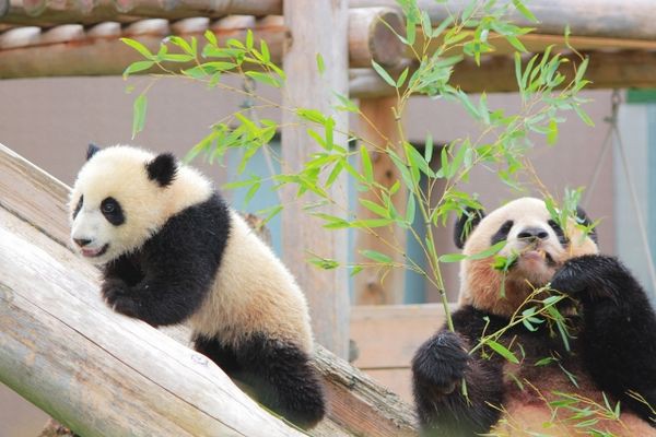 話題 シャンシャン パンダ史上 最も美しい ひざカックン リツイート10万 再生回数が250万回 上野動物園のツイッターが話題 ぺっと速報