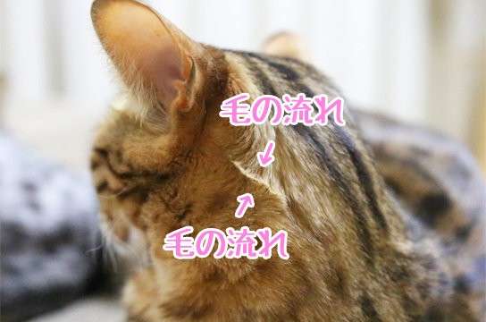 猫のつむじ はどこ ベンガル猫ブログ ねこちん 猫とオッサンの賃貸生活