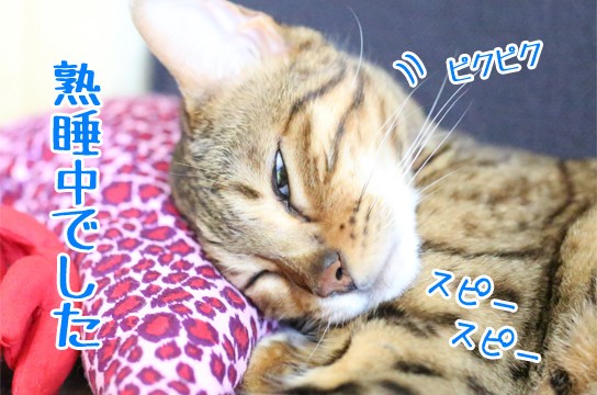 寝ぼけているネコ ベンガル猫ブログ ねこちん 猫とオッサンの賃貸生活