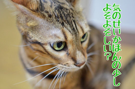 猫だけで一泊二日のお留守番 帰宅後の様子 ベンガル猫ブログ ねこちん 猫とオッサンの賃貸生活