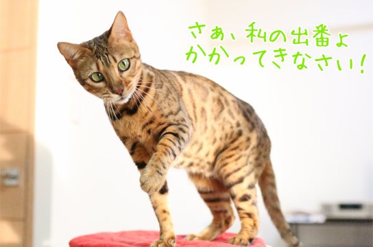 狩りが下手な猫 ベンガル猫ブログ ねこちん 猫とオッサンの賃貸生活