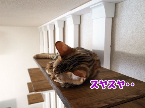 ネイルキャップ ベンガル猫ブログ ねこちん 猫とオッサンの賃貸生活