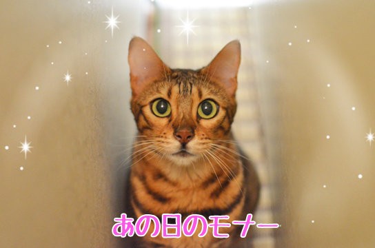 何度言っても入るので 隙間完全封鎖 ベンガル猫ブログ ねこちん 猫とオッサンの賃貸生活