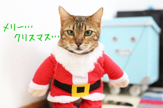 サンタの服を着た猫 ベンガル猫ブログ ねこちん 猫とオッサンの賃貸生活