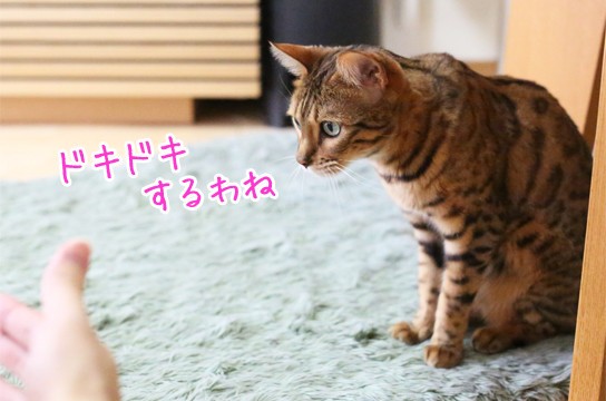 猫の体重測定をしよう : ベンガル猫ブログ ねこちん！猫とオッサンの 