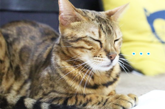 毛玉吐いたっていいじゃないか猫だもの ベンガル猫ブログ ねこちん 猫とオッサンの賃貸生活