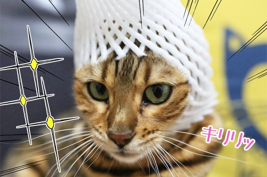 フルーツキャップ】猫と被り物 : ベンガル猫ブログ ねこちん！猫とオッサンの賃貸生活