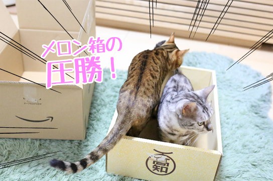 猫にどっちが人気?】アマゾン箱VS.メロン箱 : ベンガル猫ブログ ねこ