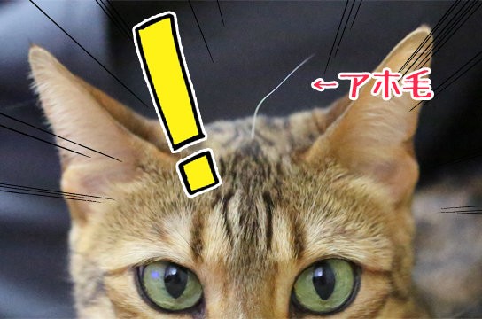 猫にもあったアホ毛 ベンガル猫ブログ ねこちん 猫とオッサンの賃貸生活