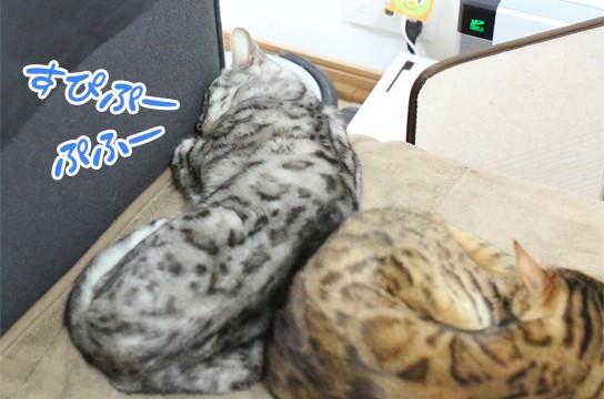 何これ可愛い ベンガル猫ブログ ねこちん 猫とオッサンの賃貸生活