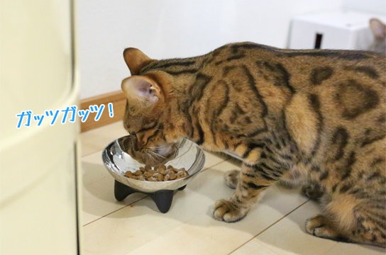 ロイヤルカナン 生産地をフランスから韓国へ移行すると発表 ベンガル猫ブログ ねこちん 猫とオッサンの賃貸生活