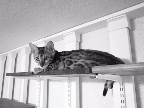 記念写真 : ベンガル猫ブログ ねこちん!猫とオッサンの賃貸生活