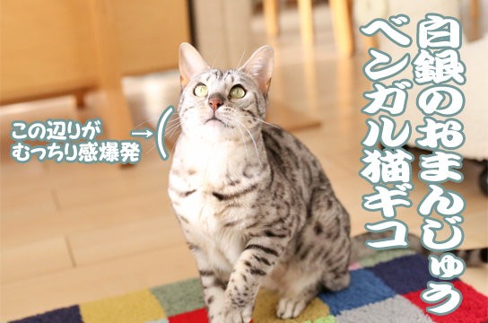 ブサイク ブサ可愛い な表情をする猫 号外版 ベンガル猫ブログ ねこちん 猫とオッサンの賃貸生活