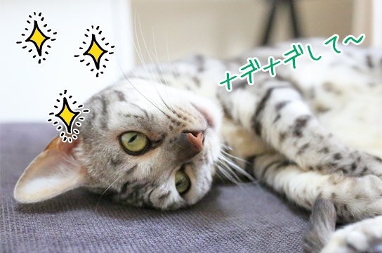 猫も寝ぼけてヨダレを垂らすのか ベンガル猫ブログ ねこちん 猫とオッサンの賃貸生活