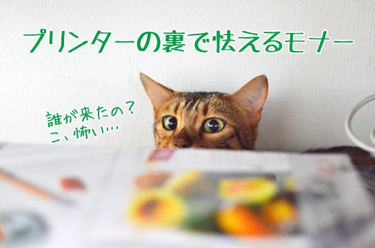 来客に隠れる猫と嗅ぐ猫 ベンガル猫ブログ ねこちん 猫とオッサンの賃貸生活