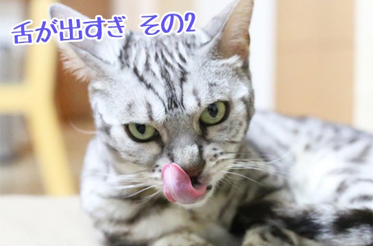 猫の写真を撮る上で重要な事 : ベンガル猫ブログ ねこちん!猫と