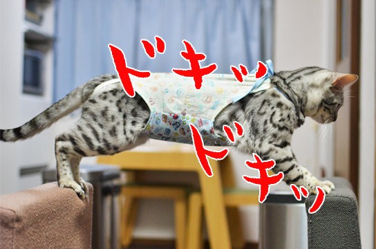 足の短い猫 の悲鳴 ベンガル猫ブログ ねこちん 猫とオッサンの賃貸生活