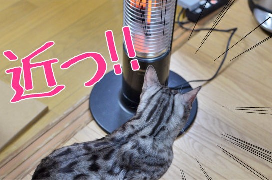 暖房器具に近づきすぎる猫 ベンガル猫ブログ ねこちん 猫とオッサンの賃貸生活