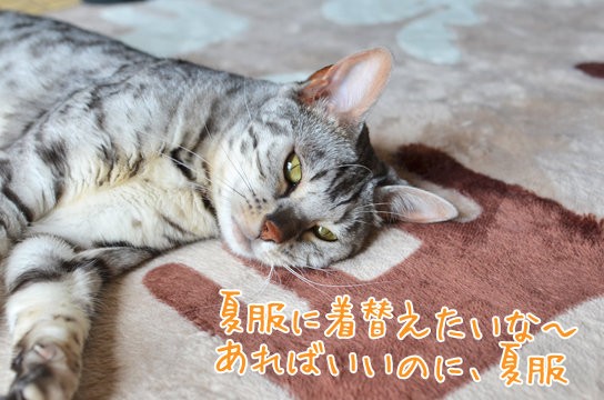 夏服を欲しがる猫 ベンガル猫ブログ ねこちん 猫とオッサンの賃貸生活