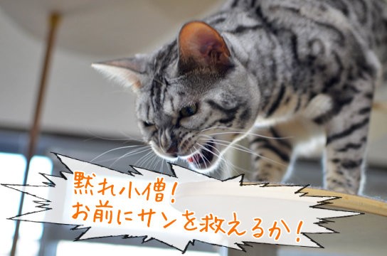 もののけ猫 ベンガル猫ブログ ねこちん 猫とオッサンの賃貸生活