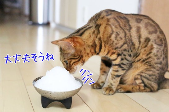 猫 はじめて見るかき氷 ベンガル猫ブログ ねこちん 猫とオッサンの賃貸生活