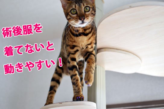 キャットバンテージ その後 ベンガル猫ブログ ねこちん 猫とオッサンの賃貸生活