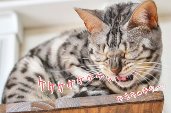 興奮した猫の顔 ベンガル猫ブログ ねこちん 猫とオッサンの賃貸生活