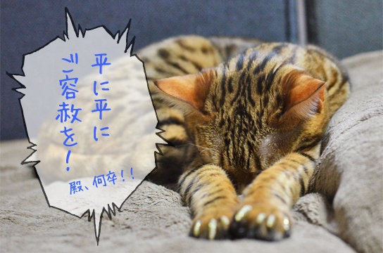 ソフトクローが ついてなかった ベンガル猫ブログ ねこちん 猫とオッサンの賃貸生活