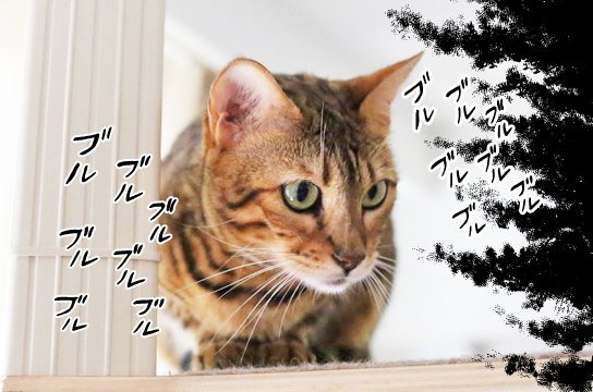 恐怖で震えが止まらない猫 ベンガル猫ブログ ねこちん 猫とオッサンの賃貸生活