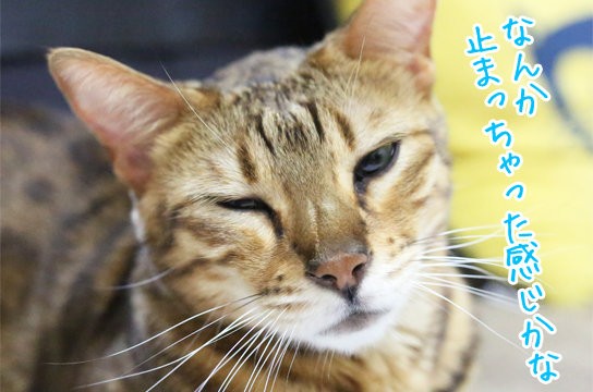 毛玉吐いたっていいじゃないか猫だもの ベンガル猫ブログ ねこちん 猫とオッサンの賃貸生活