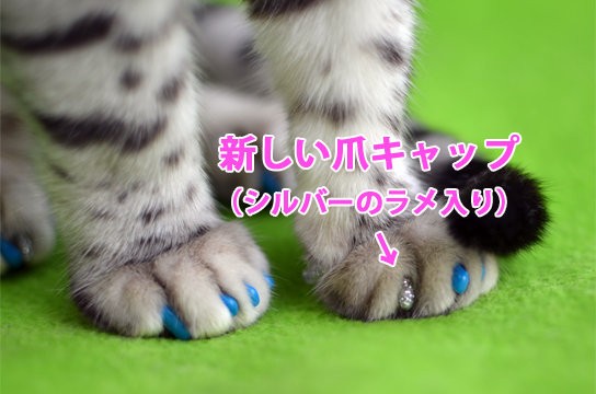 ソフトクローを個人輸入 しかも大量に 笑 ベンガル猫ブログ ねこちん 猫とオッサンの賃貸生活