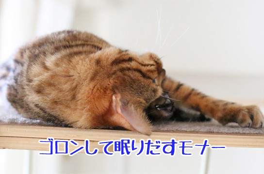 猫の恐るべき寝相 : ベンガル猫ブログ ねこちん！猫とオッサンの賃貸生活