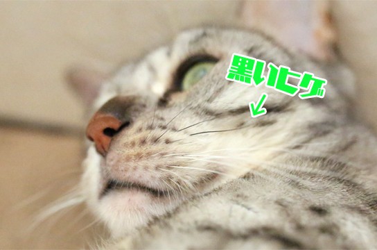 ベンガル猫のひげ ベンガル猫のひげ - メルカリ