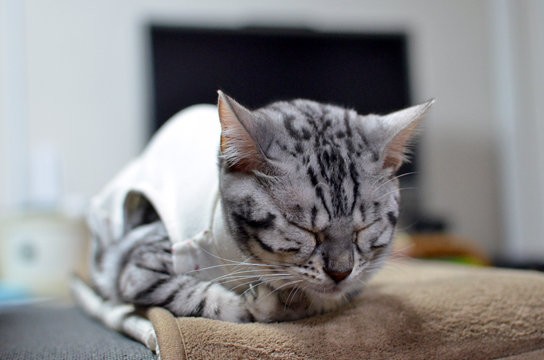 術後服でポン デ ライオン ベンガル猫ブログ ねこちん 猫とオッサンの賃貸生活