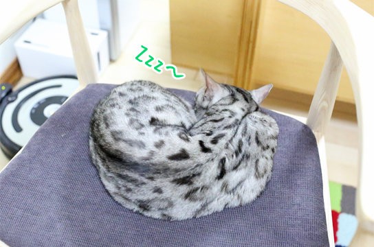猫の気分は山の天気より変わりやすい ベンガル猫ブログ ねこちん 猫とオッサンの賃貸生活