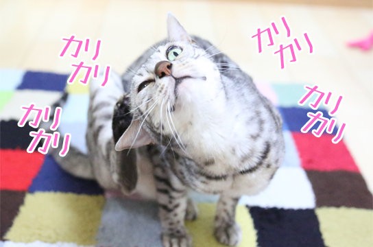 スローで見る頭を掻く猫 : ベンガル猫ブログ ねこちん！猫とオッサンの 