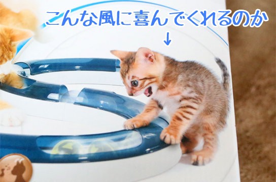 キャットイット デザインセンス プレイサーキット その1 ベンガル猫ブログ ねこちん 猫とオッサンの賃貸生活